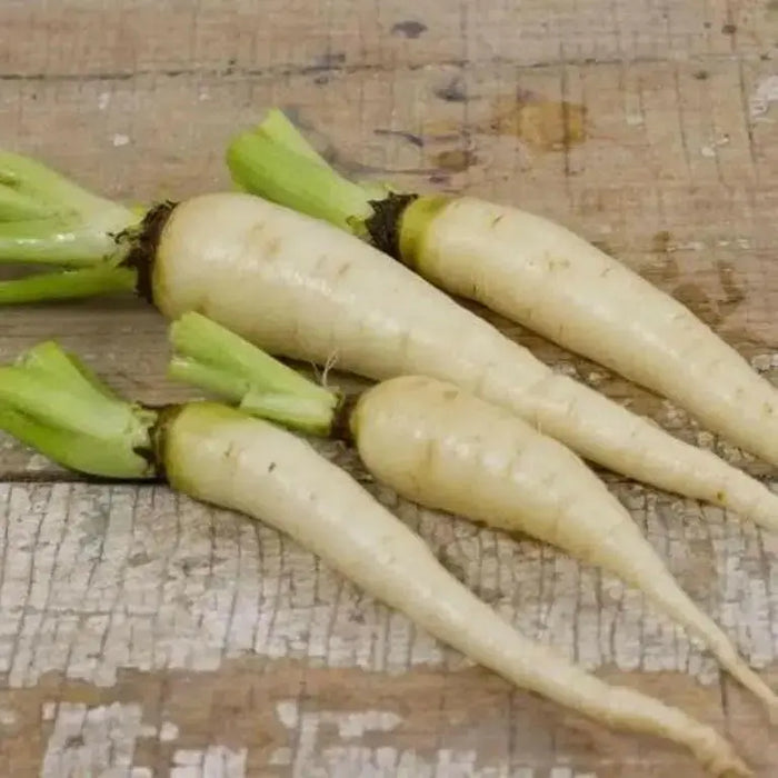 Lunar White-Carrot Seeds ,Heirloom Vegetable! - Caribbean garden seed