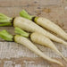 Lunar White-Carrot Seeds ,Heirloom Vegetable! - Caribbean garden seed