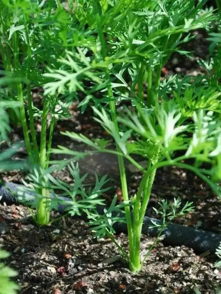 Lunar White-Carrot Seeds ,Heirloom Vegetable! - Caribbean garden seed