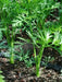 Lunar White-Carrot Seeds ,Heirloom Vegetable! - Caribbean garden seed