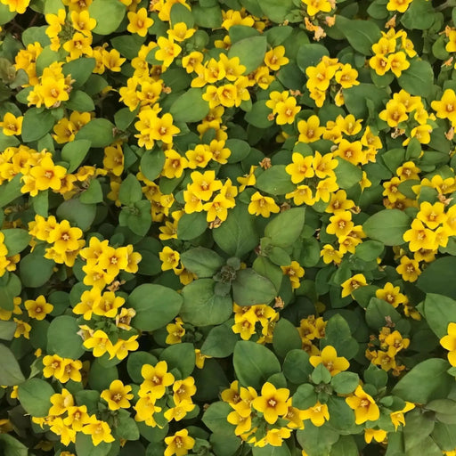 Lysimachia ,Golden Globes (LIVE STARTER PLANT) Groundcover - Caribbean garden seed