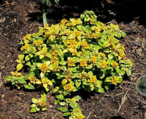 Lysimachia ,Golden Globes (LIVE STARTER PLANT) Groundcover - Caribbean garden seed