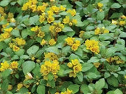 Lysimachia ,Golden Globes (LIVE STARTER PLANT) Groundcover - Caribbean garden seed