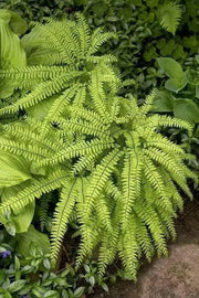 Maidenhair Fern’(BareRoot) Adiantum pedatum - Caribbean garden seed