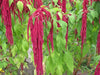 Love Lies Bleeding  (Amaranthus Caudatus Red) FLOWERS Seeds, - Caribbean garden seed