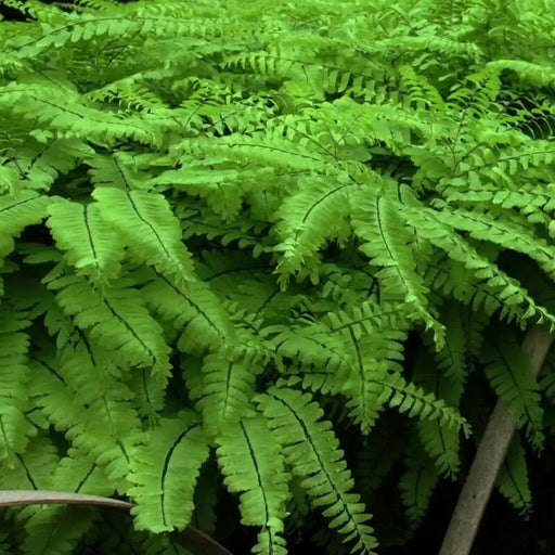 Maidenhair Fern’(BareRoot) Adiantum pedatum - Caribbean garden seed