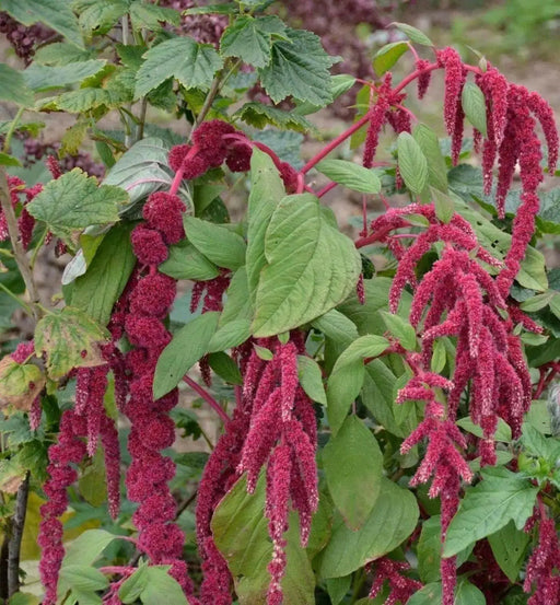 Love Lies Bleeding  (Amaranthus Caudatus Red) FLOWERS Seeds, - Caribbean garden seed