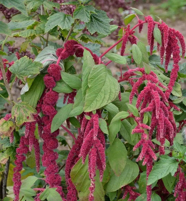 Love Lies Bleeding  (Amaranthus Caudatus Red) FLOWERS Seeds, - Caribbean garden seed