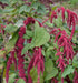 Love Lies Bleeding  (Amaranthus Caudatus Red) FLOWERS Seeds, - Caribbean garden seed