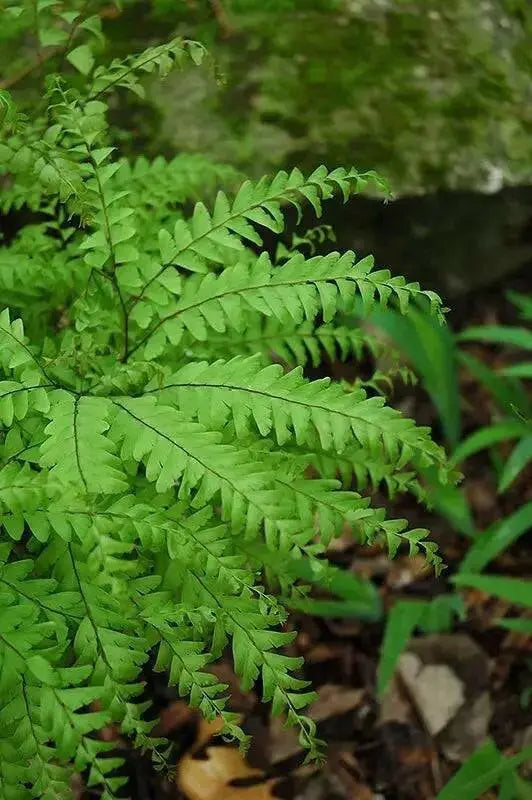 Maidenhair Fern’(BareRoot) Adiantum pedatum - Caribbean garden seed