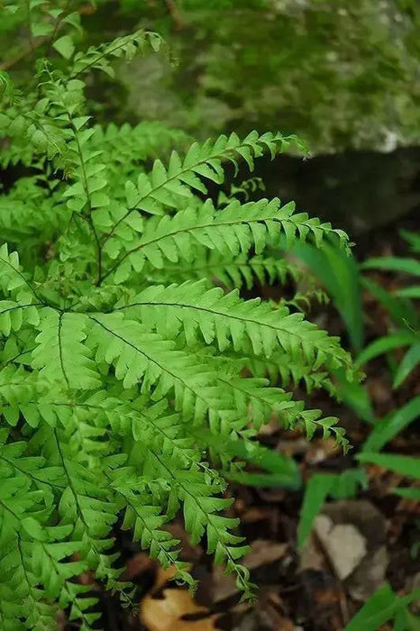 Maidenhair Fern’(BareRoot) Adiantum pedatum - Caribbean garden seed