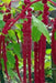 Love Lies Bleeding  (Amaranthus Caudatus Red) FLOWERS Seeds, - Caribbean garden seed
