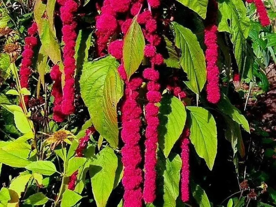 Love Lies Bleeding  (Amaranthus Caudatus Red) FLOWERS Seeds, - Caribbean garden seed