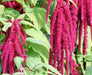 Love Lies Bleeding  (Amaranthus Caudatus Red) FLOWERS Seeds, - Caribbean garden seed