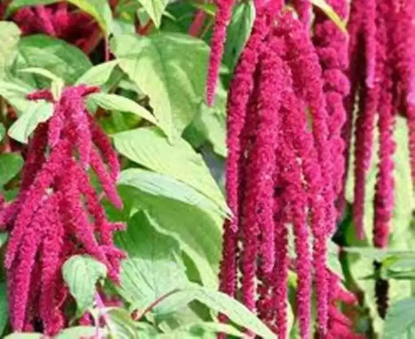Love Lies Bleeding  (Amaranthus Caudatus Red) FLOWERS Seeds, - Caribbean garden seed