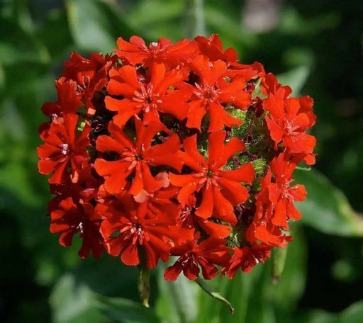 Lychnis SEEDS (Lychnis Chalcedonica) PERENNIAL FOWERS - Caribbean garden seed