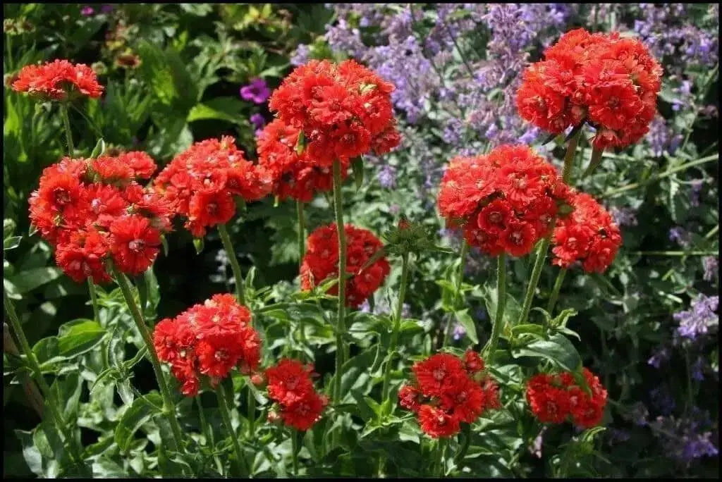 Lychnis SEEDS (Lychnis Chalcedonica) PERENNIAL FOWERS - Caribbean garden seed