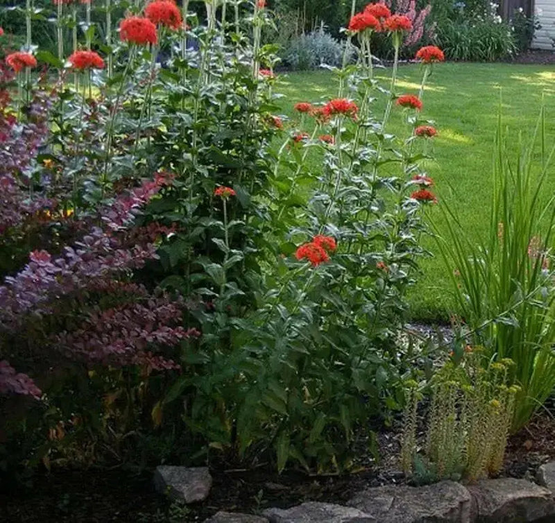 Lychnis SEEDS (Lychnis Chalcedonica) PERENNIAL FOWERS - Caribbean garden seed