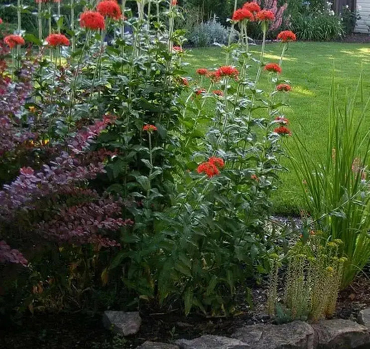 Lychnis SEEDS (Lychnis Chalcedonica) PERENNIAL FOWERS - Caribbean garden seed