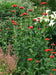 Lychnis SEEDS (Lychnis Chalcedonica) PERENNIAL FOWERS - Caribbean garden seed