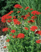 Lychnis SEEDS (Lychnis Chalcedonica) PERENNIAL FOWERS - Caribbean garden seed