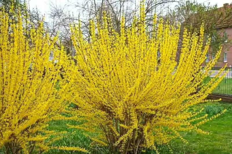 Lynwood Gold Forsythia Shrub,  Live Plant, for Growing Outdoor - Caribbean garden seed