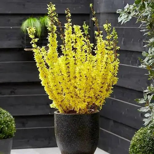 Lynwood Gold Forsythia Shrub,  Live Plant, for Growing Outdoor - Caribbean garden seed