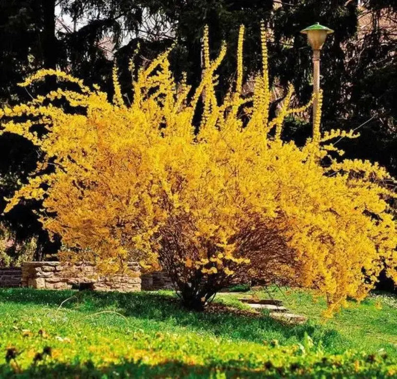 Lynwood Gold Forsythia Shrub,  Live Plant, for Growing Outdoor - Caribbean garden seed