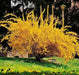 Lynwood Gold Forsythia Shrub,  Live Plant, for Growing Outdoor - Caribbean garden seed