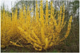 Lynwood Gold Forsythia Shrub,  Live Plant, for Growing Outdoor - Caribbean garden seed