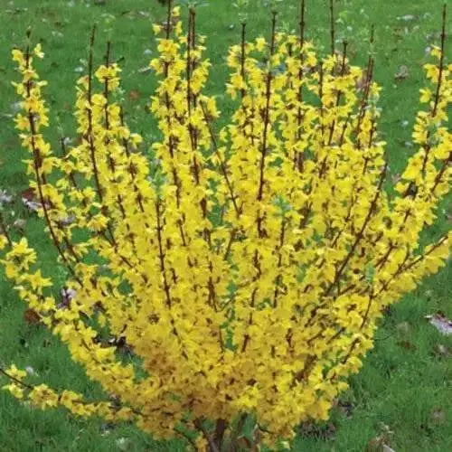 Lynwood Gold Forsythia Shrub,  Live Plant, for Growing Outdoor - Caribbean garden seed