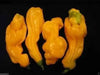 Malaysian Goronong ,Pepper Seeds (Capsicum chinense) VERY RARE !.