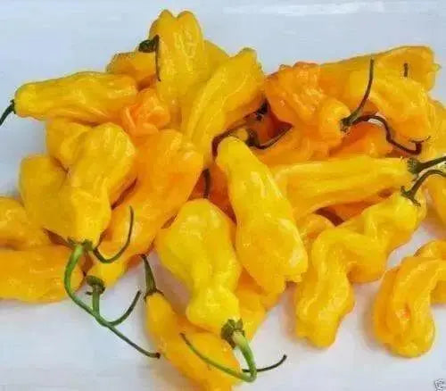 Malaysian Goronong ,Pepper Seeds (Capsicum chinense) VERY RARE !.