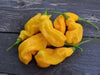 Malaysian Goronong ,Pepper Seeds (Capsicum chinense) VERY RARE !.