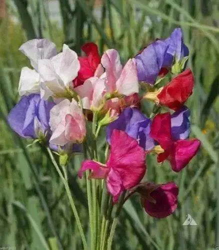 Mammoth Choice Mix Sweet Pea Seed . Excellent for cut flowers - Caribbean garden seed