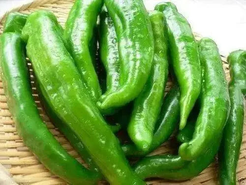 Manganji Pepper Seeds - Japanese Speciality Pepper ,Capsicum annuum, Asian Vegetable - Caribbean garden seed
