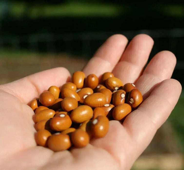Marfax BUSH beans,Shell and Dry Beans - Caribbean garden seed