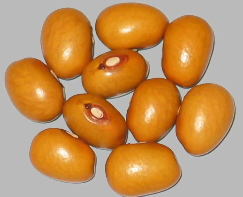 Marfax BUSH beans,Shell and Dry Beans - Caribbean garden seed