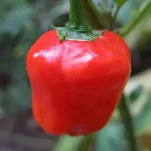 Malawi Piquante PEPPER SEED AKa . African Pickling Pepper - Caribbean garden seed