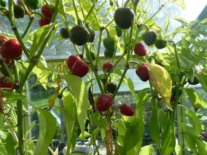 Malawi Piquante PEPPER SEED AKa . African Pickling Pepper - Caribbean garden seed