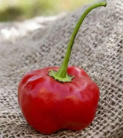 Malawi Piquante PEPPER SEED AKa . African Pickling Pepper - Caribbean garden seed