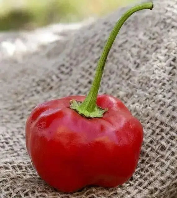 Malawi Piquante PEPPER SEED AKa . African Pickling Pepper - Caribbean garden seed