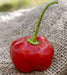 Malawi Piquante PEPPER SEED AKa . African Pickling Pepper - Caribbean garden seed