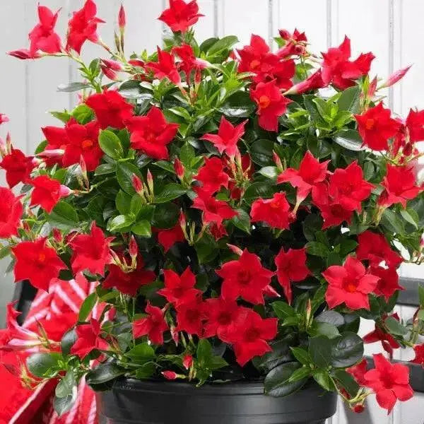 MANDEVILLA Plant, PERENNIAL VINE, 1QT POT. HOUSEPLANT - Caribbean garden seed