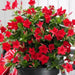 MANDEVILLA Plant, PERENNIAL VINE, 1QT POT. HOUSEPLANT - Caribbean garden seed