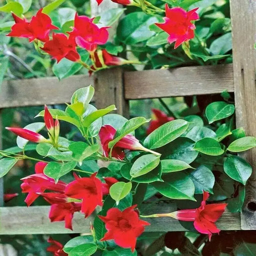MANDEVILLA Plant, PERENNIAL VINE, 1QT POT. HOUSEPLANT - Caribbean garden seed
