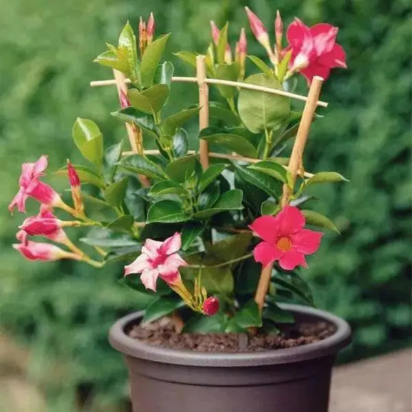 MANDEVILLA Plant, PERENNIAL VINE, 1QT POT. HOUSEPLANT - Caribbean garden seed