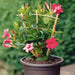 MANDEVILLA Plant, PERENNIAL VINE, 1QT POT. HOUSEPLANT - Caribbean garden seed