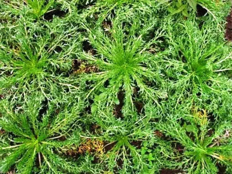 Maca Seeds, Peruvian Ginseng, maka, mace, maca-maca, maino, ayak chichira, ayuk willku, - Caribbean garden seed