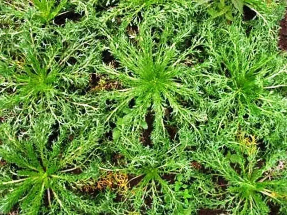 Maca Seeds, Peruvian Ginseng, maka, mace, maca-maca, maino, ayak chichira, ayuk willku, - Caribbean garden seed